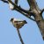 Falco vespertinus 